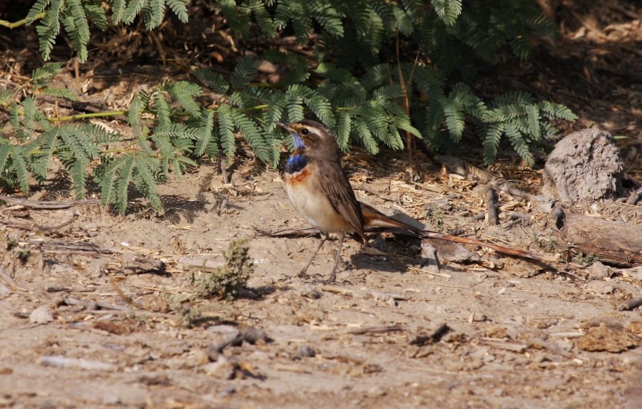 Bluethroat - ML204808221