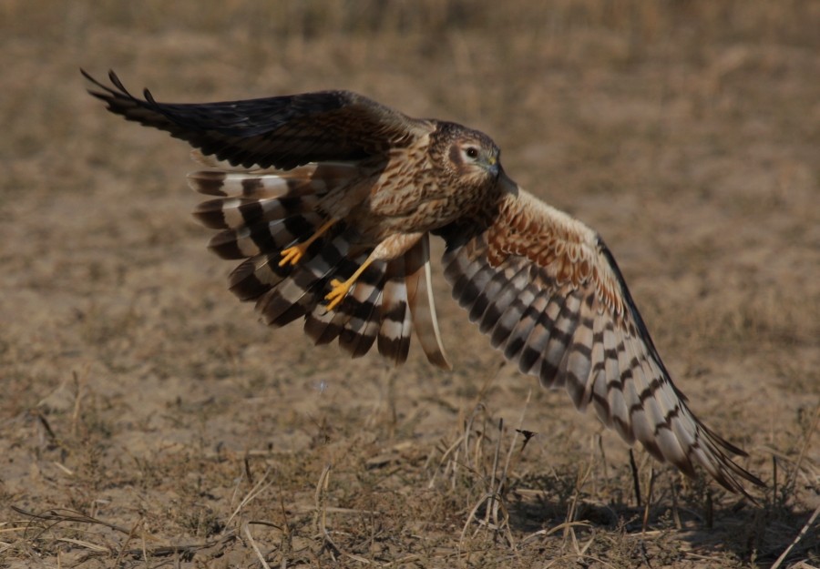 Montagu's Harrier - ML204808301