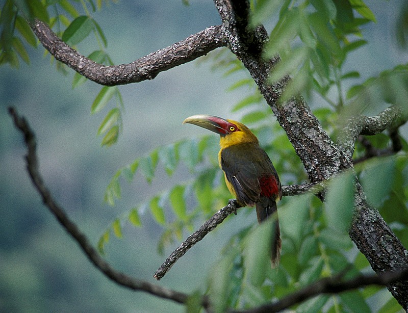 Saffron Toucanet - Martin  Flack