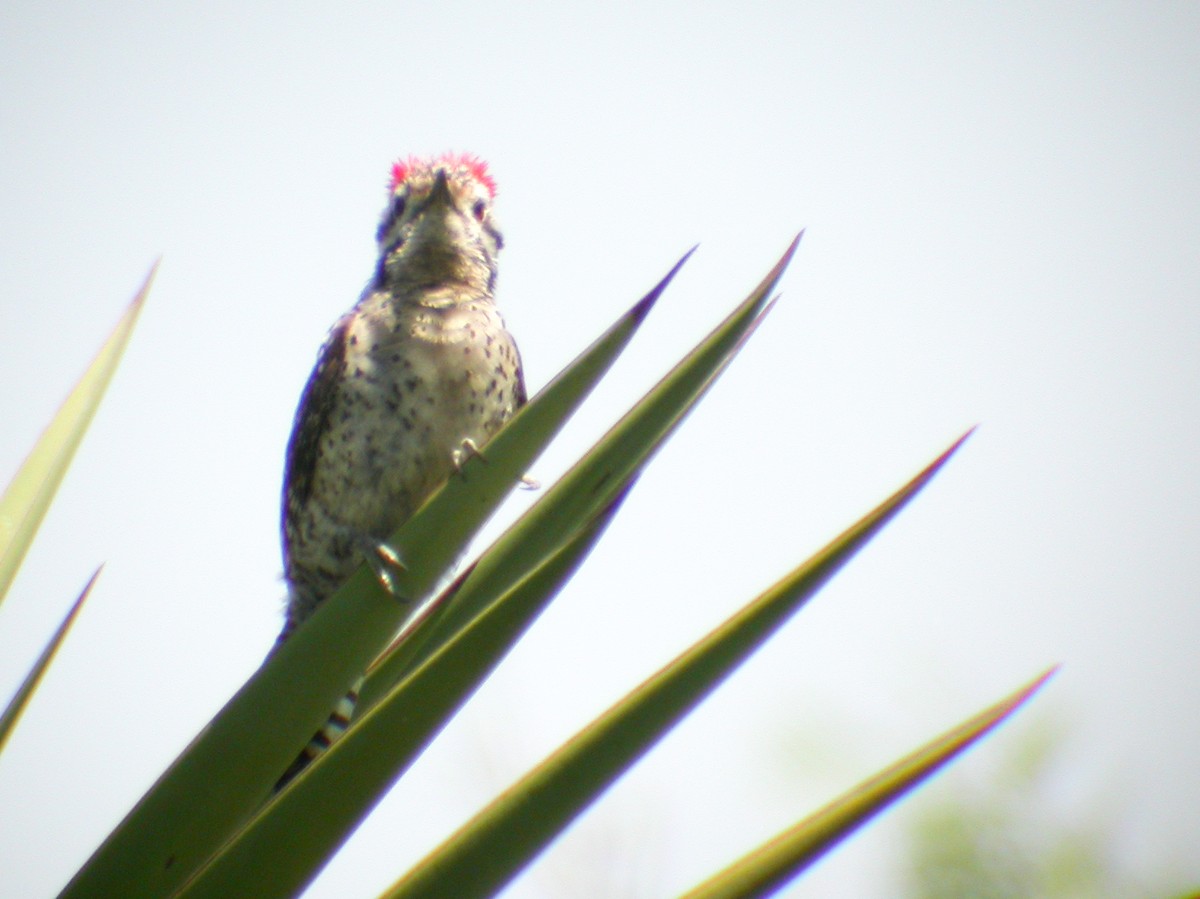 Ladder-backed Woodpecker - Jean-Sébastien Guénette