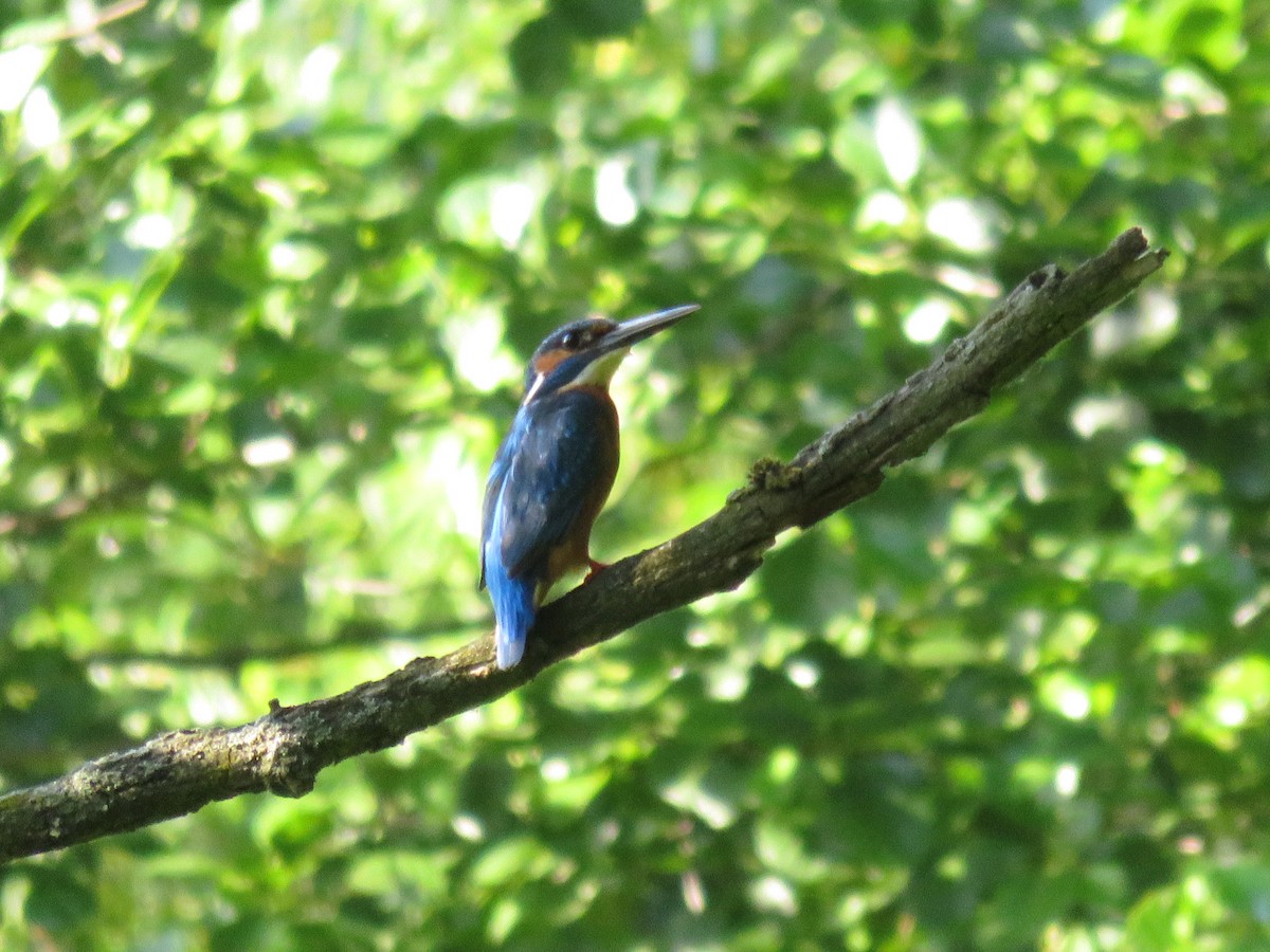 翠鳥 - ML204809861