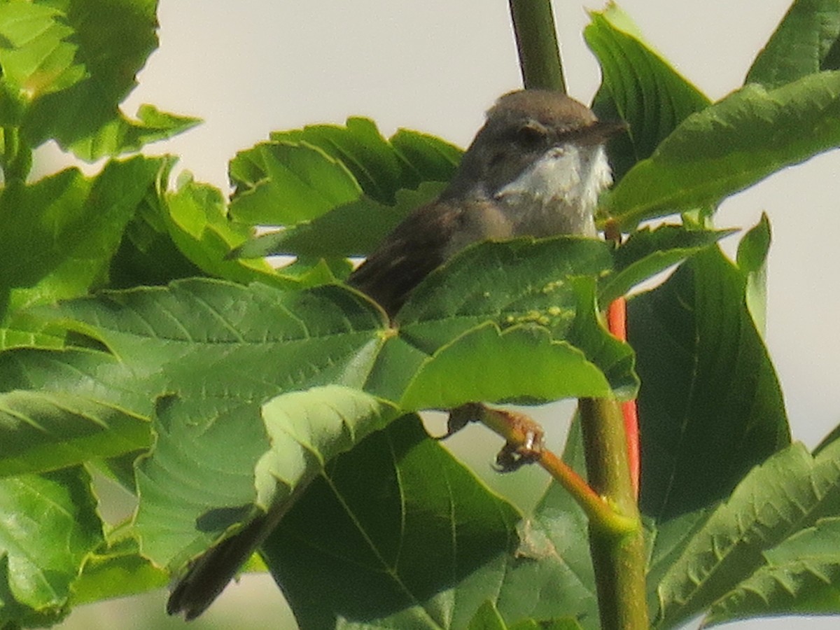 白喉林鶯(curruca/blythi) - ML204809881