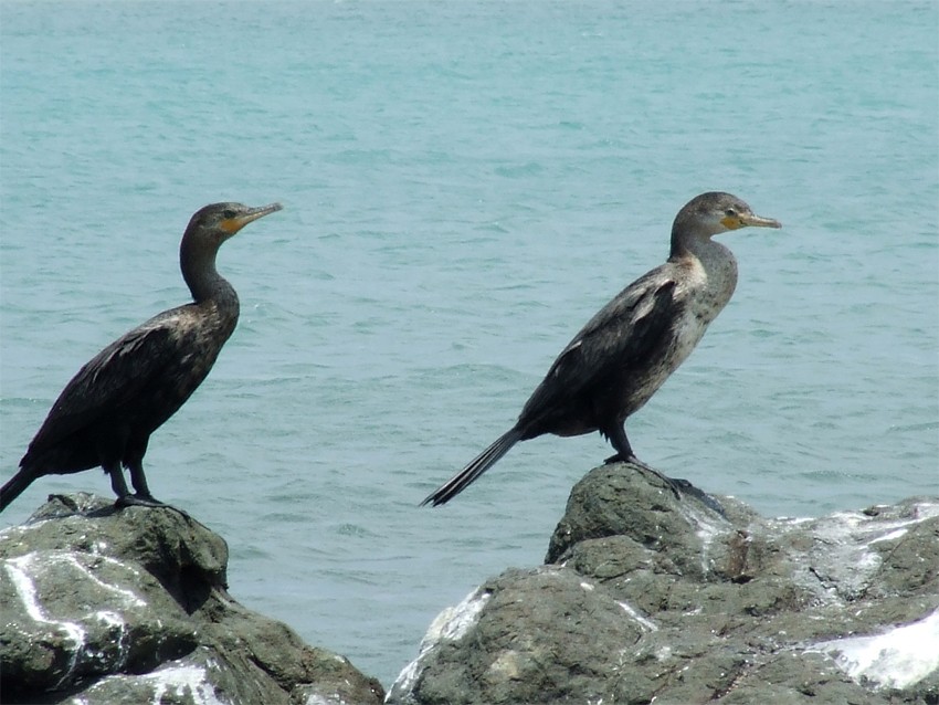 Neotropic Cormorant - ML204810641
