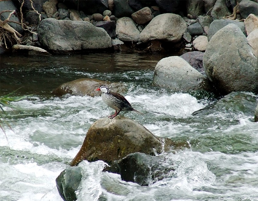 Torrent Duck - oscar delareina