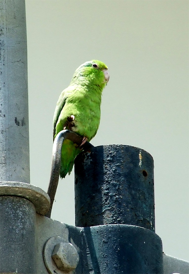 Pacific Parrotlet - ML204810791