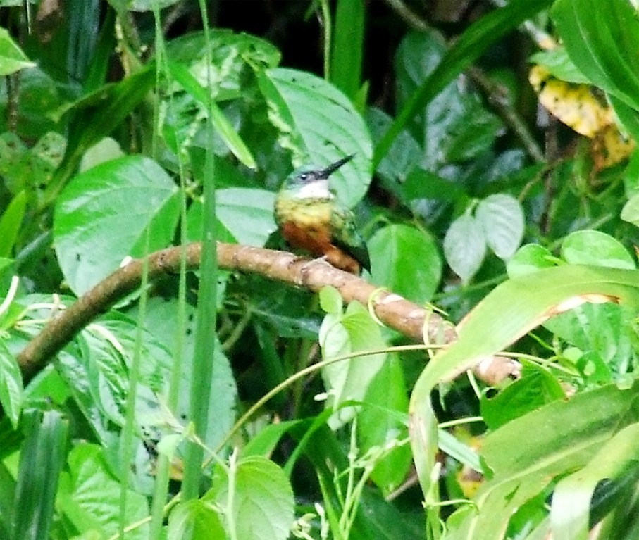 Rufous-tailed Jacamar - oscar delareina