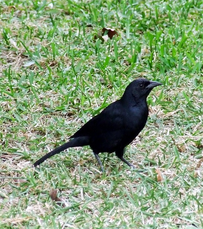 Scrub Blackbird - ML204810921