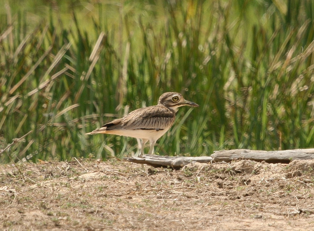 Senegal Thick-knee - ML204811071