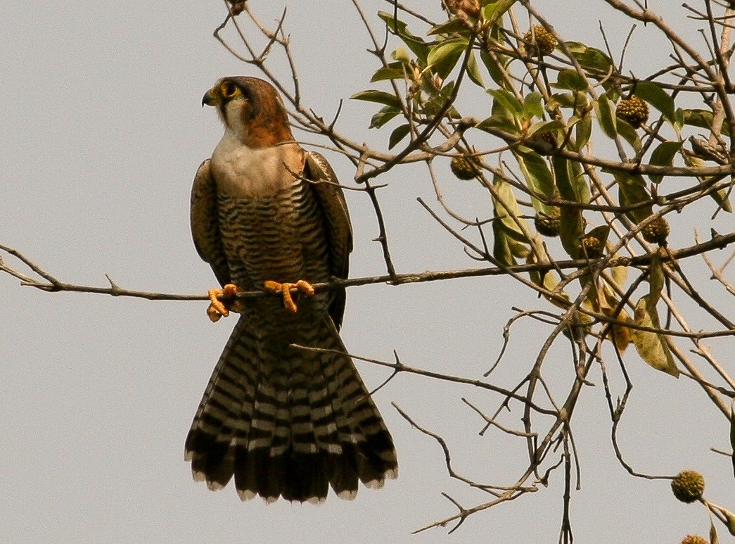 Red-necked Falcon (African) - Luis Mario Arce