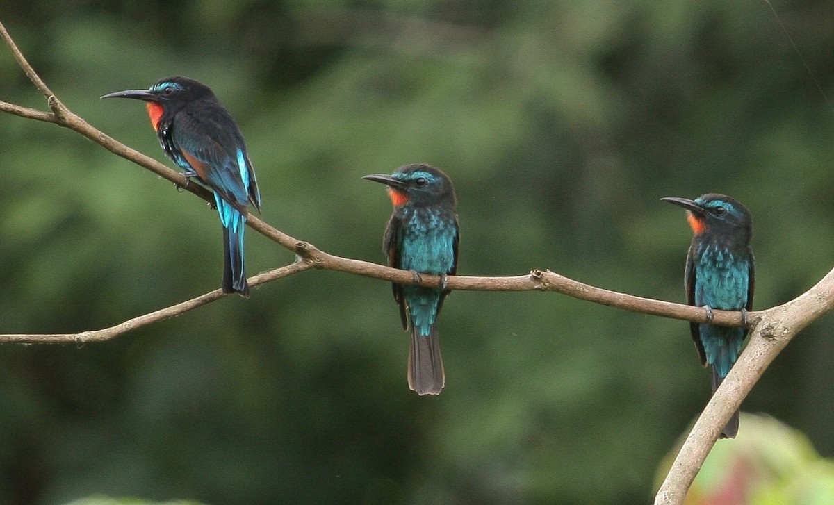 Black Bee-eater - ML204811221