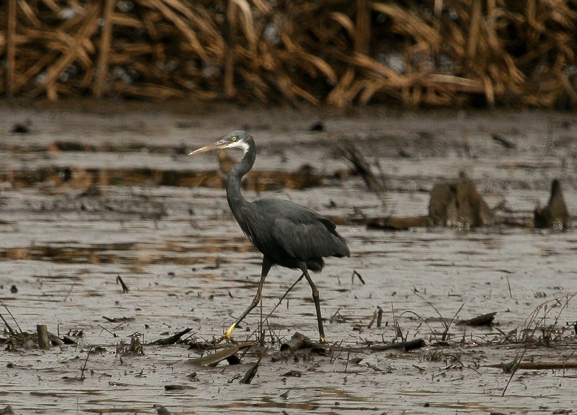 Western Reef-Heron (Western) - ML204811241