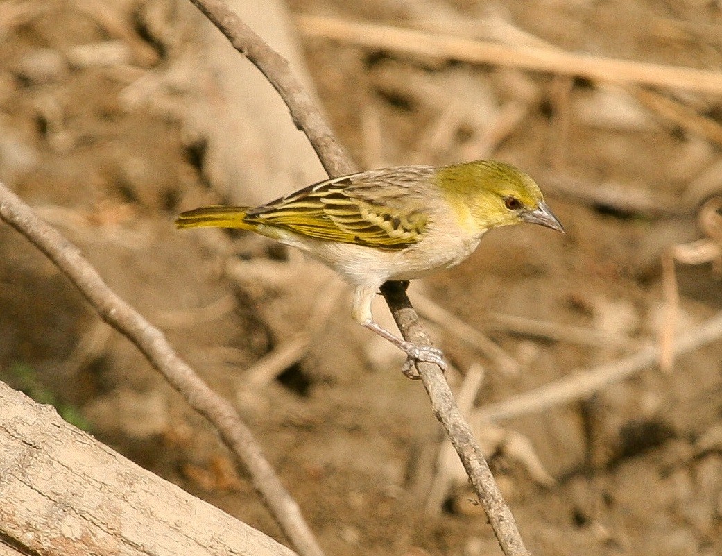 Little Weaver - ML204811291