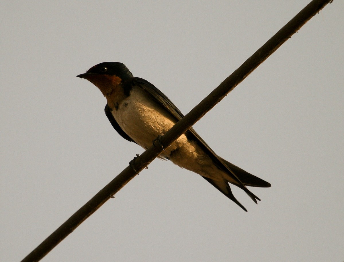 Golondrina de Guinea - ML204811381