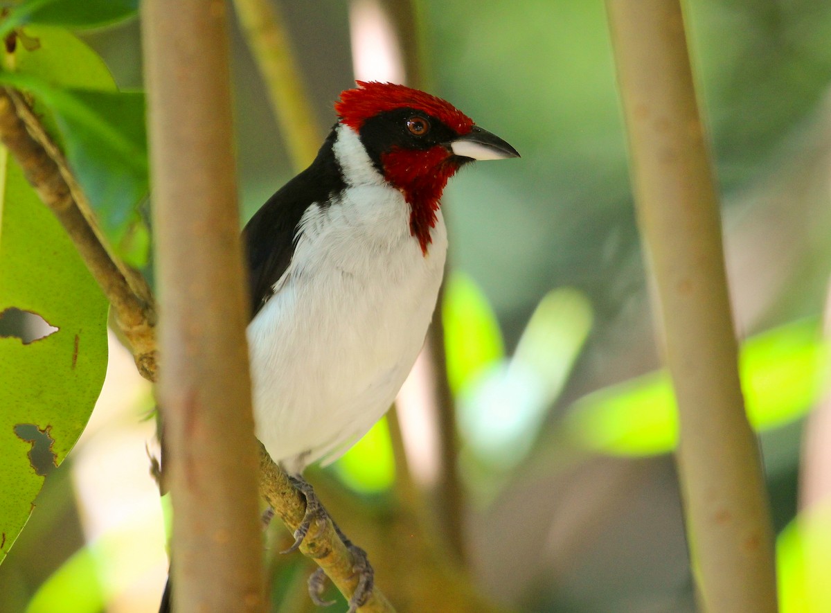 Masked Cardinal - ML204811631