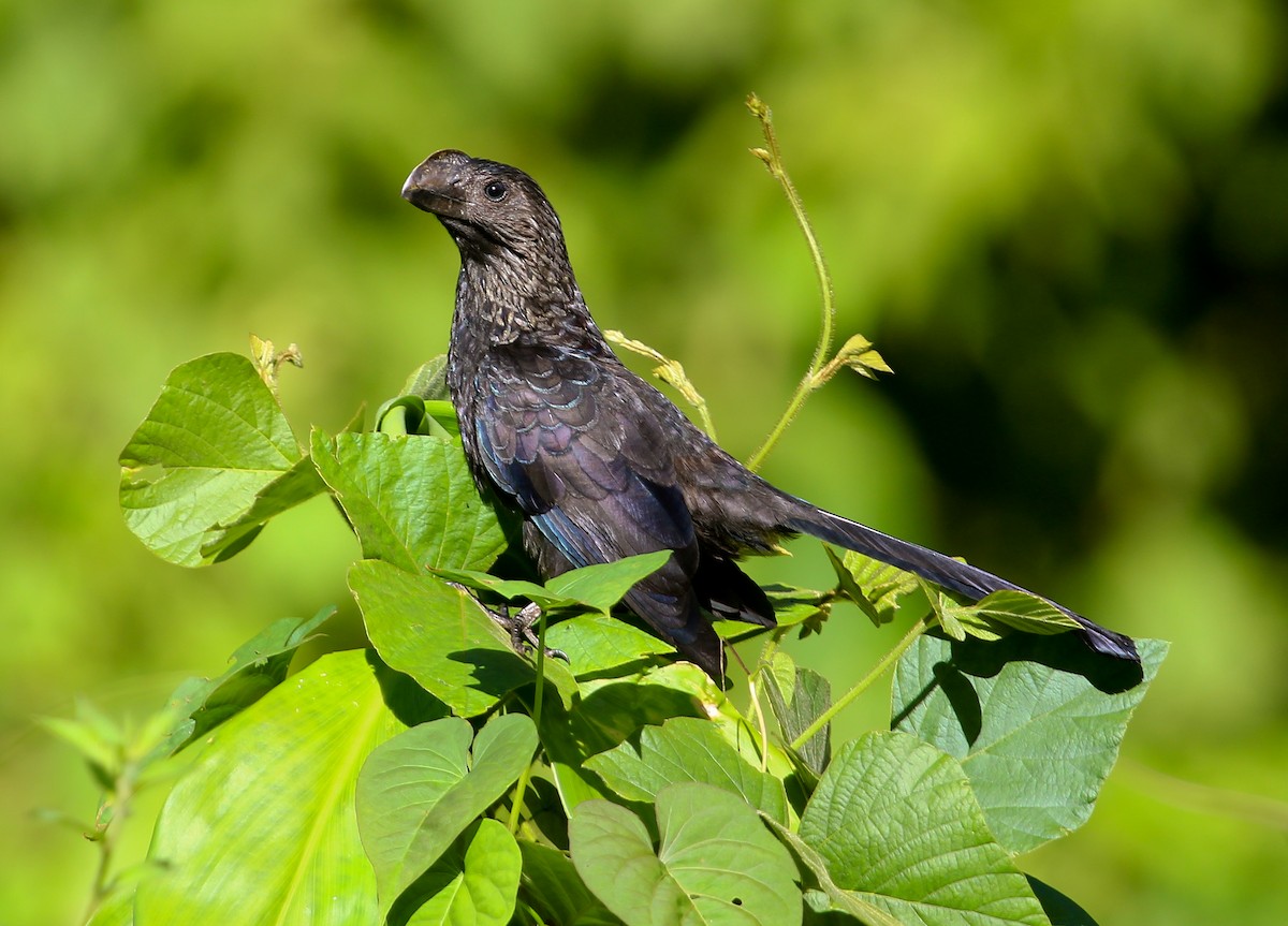 Smooth-billed Ani - ML204811771