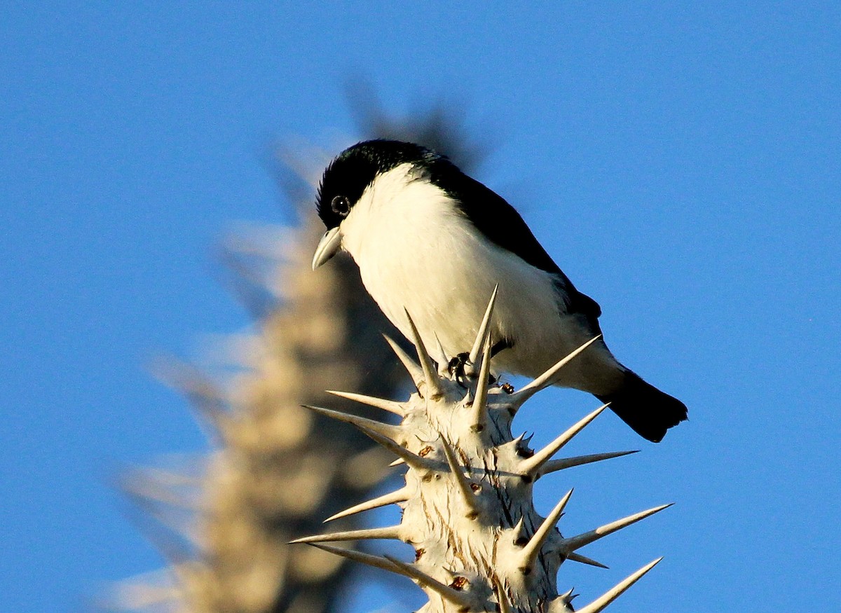 Chabert Vanga (White-tailed) - ML204812461