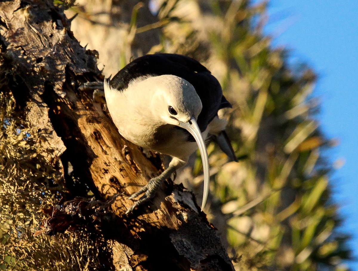 Sickle-billed Vanga - ML204812491