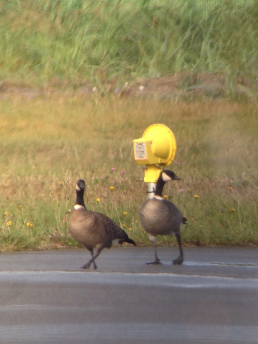 Cackling Goose (Aleutian) - Carey Bergman