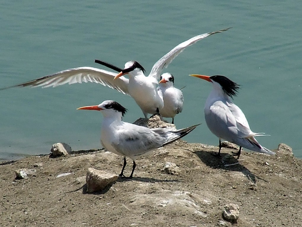 Elegant Tern - ML204812691