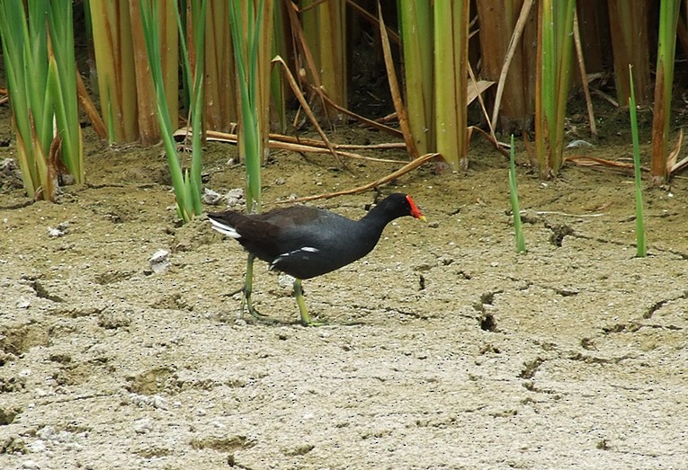 Common Gallinule (American) - ML204812701