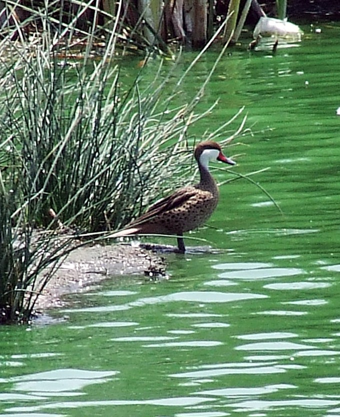 White-cheeked Pintail - ML204812711