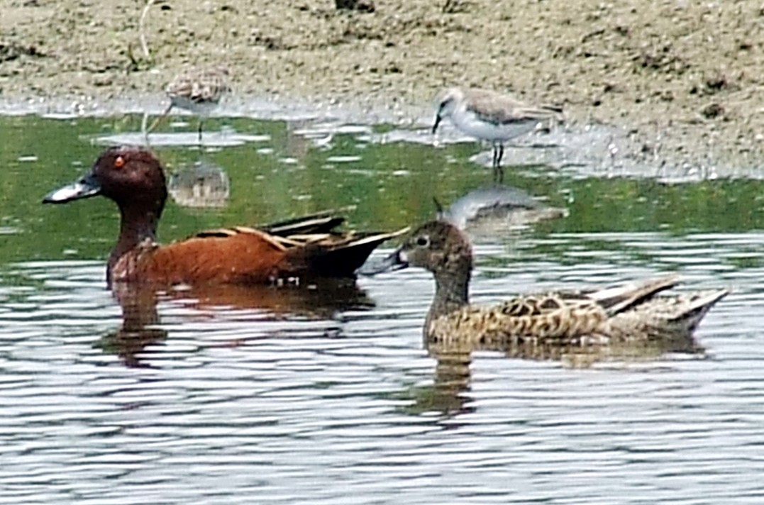 Cinnamon Teal - ML204812731