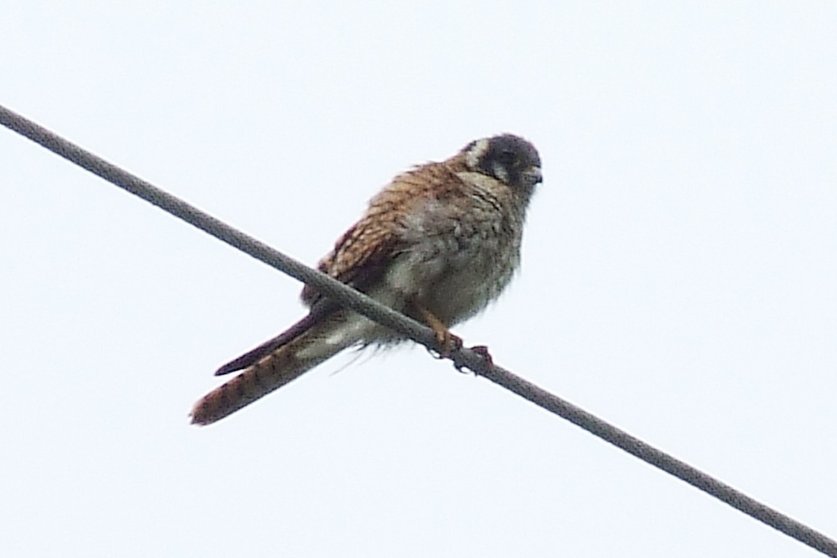 American Kestrel - ML204812771