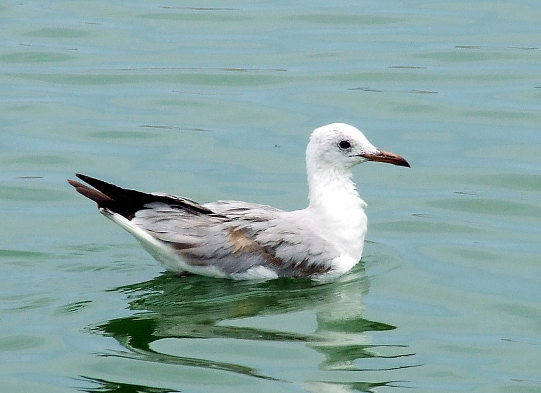 Gray-hooded Gull - ML204812781