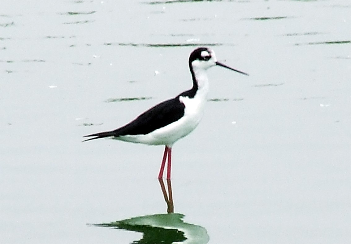 Black-necked Stilt (Black-necked) - ML204812791