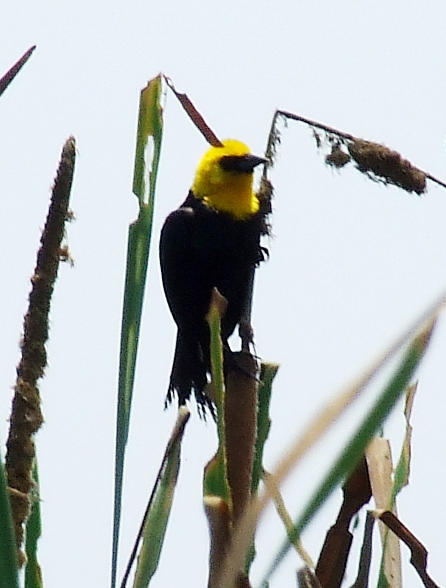 Yellow-hooded Blackbird - ML204812801