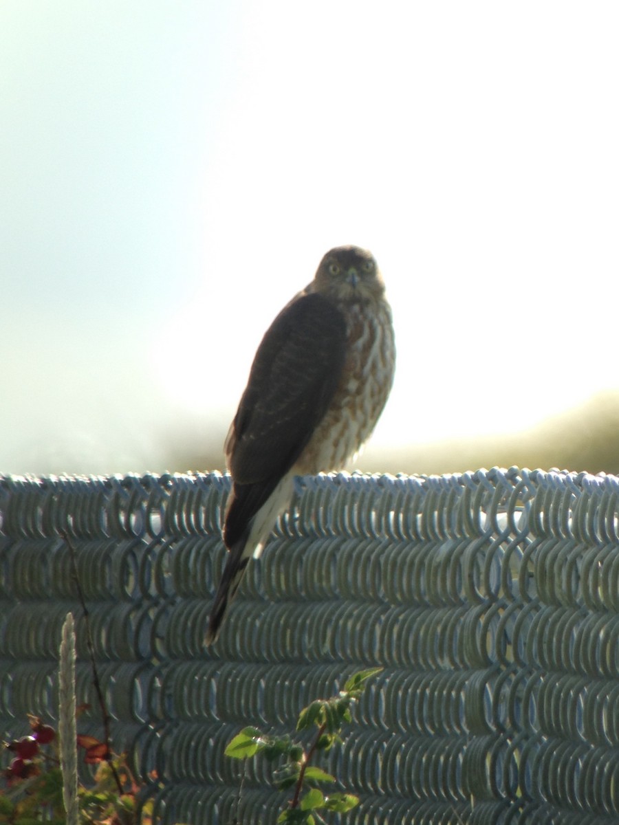 Sharp-shinned Hawk - ML20481281