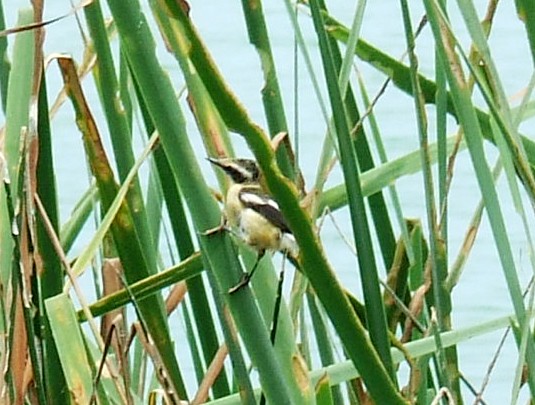 Many-colored Rush Tyrant - ML204812811