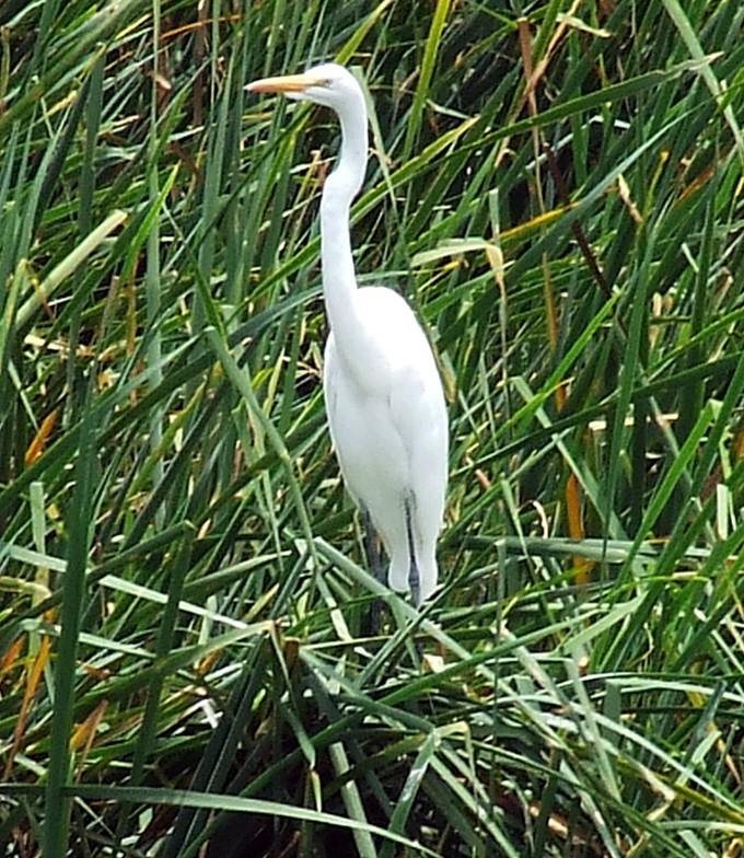 Great Egret - oscar delareina