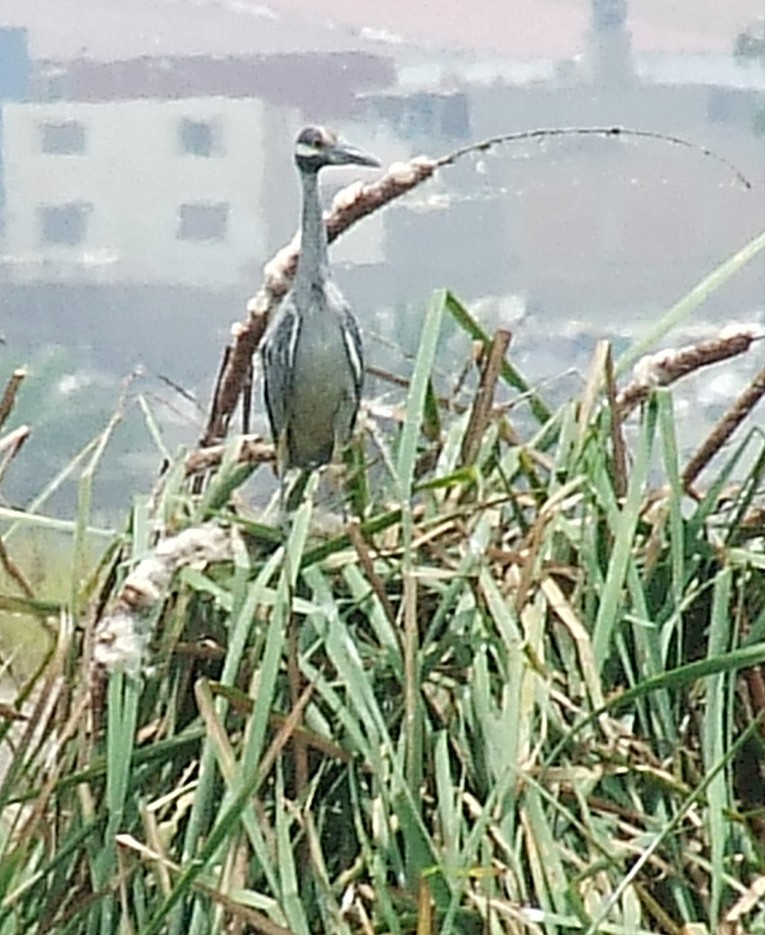 Yellow-crowned Night Heron - ML204812831