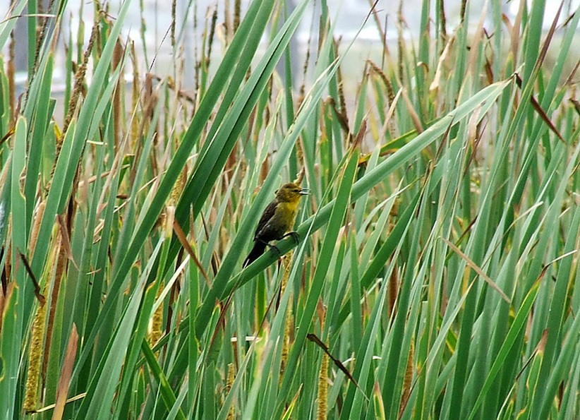 Yellow-hooded Blackbird - ML204812841