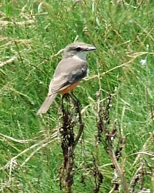 Vermilion Flycatcher - ML204812851
