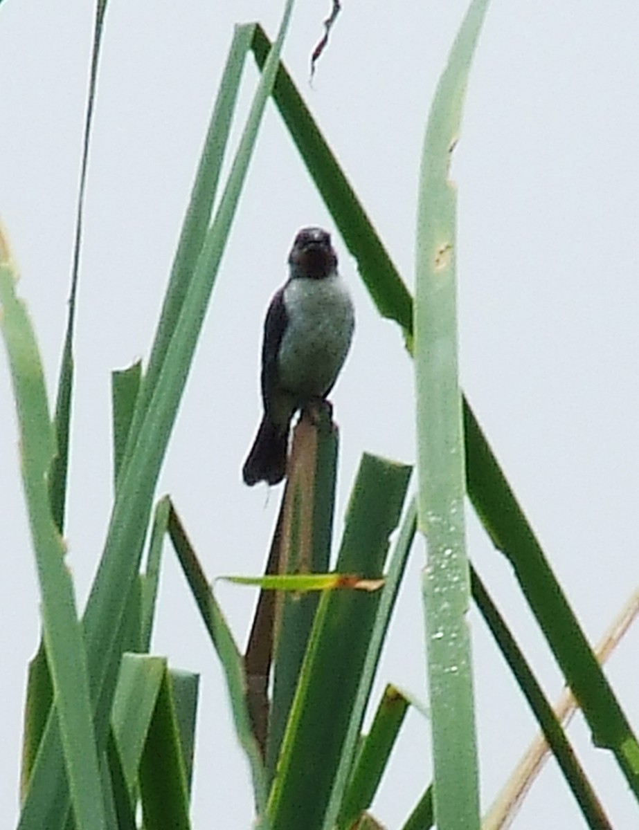 Chestnut-throated Seedeater - ML204812861