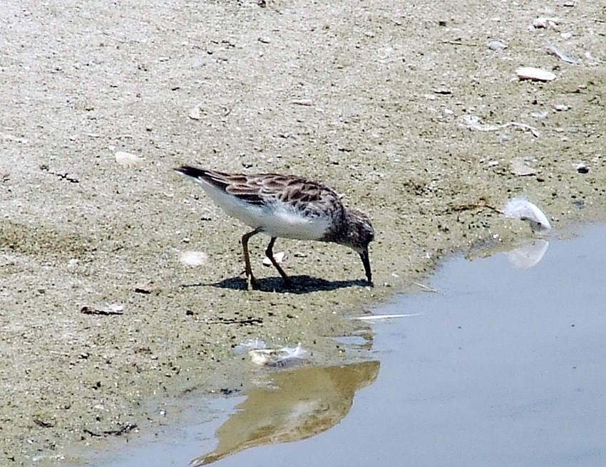 Least Sandpiper - ML204812871