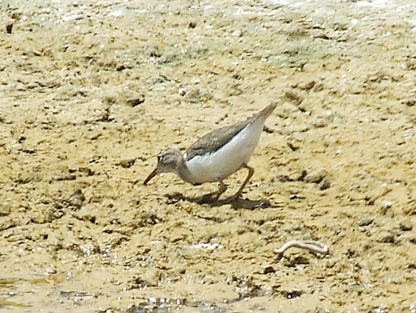 Spotted Sandpiper - ML204812881