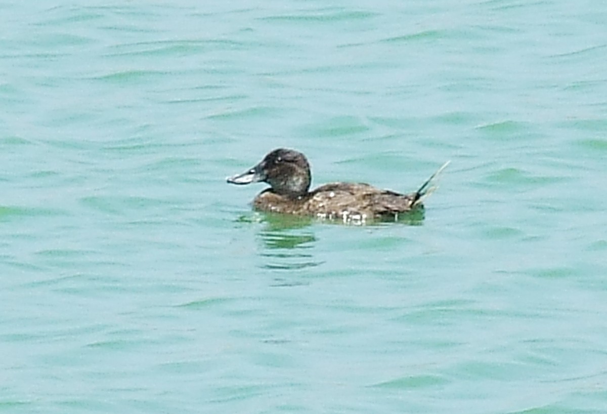 Andean Duck - ML204812891