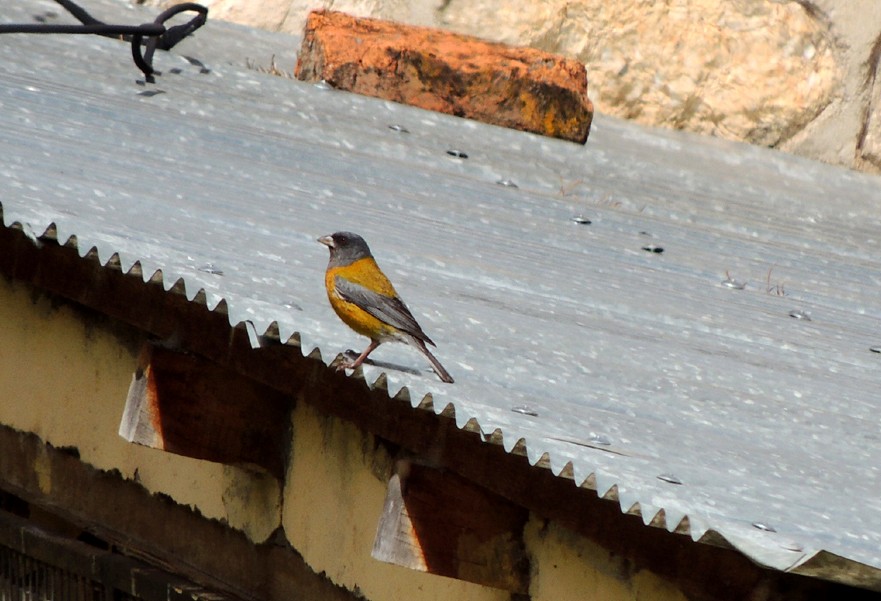 Peruvian Sierra Finch - oscar delareina