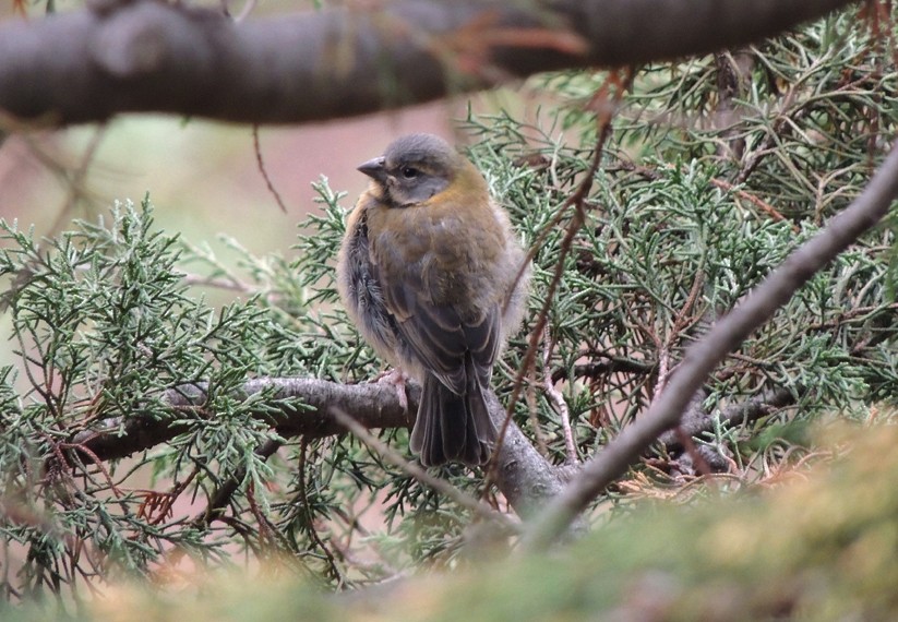 Peruvian Sierra Finch - ML204813131