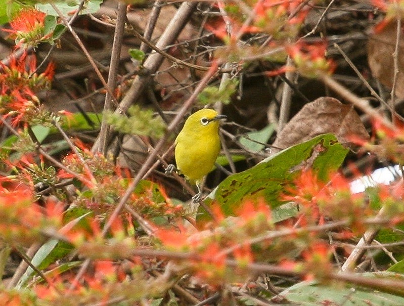 Zostérops jaune - ML204813251