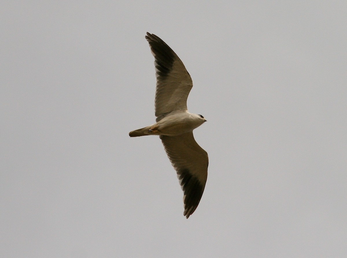 Elanio Común (caeruleus) - ML204813261