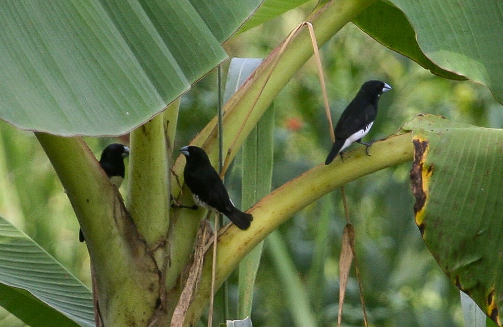 Чёрно-белая муния (bicolor/poensis) - ML204813351