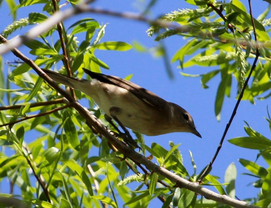 Garden Warbler - ML204813391