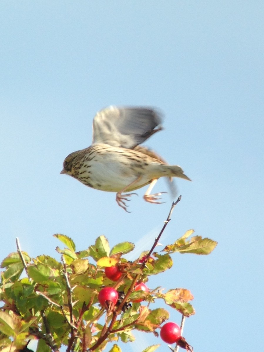 Savannah Sparrow - Carey Bergman