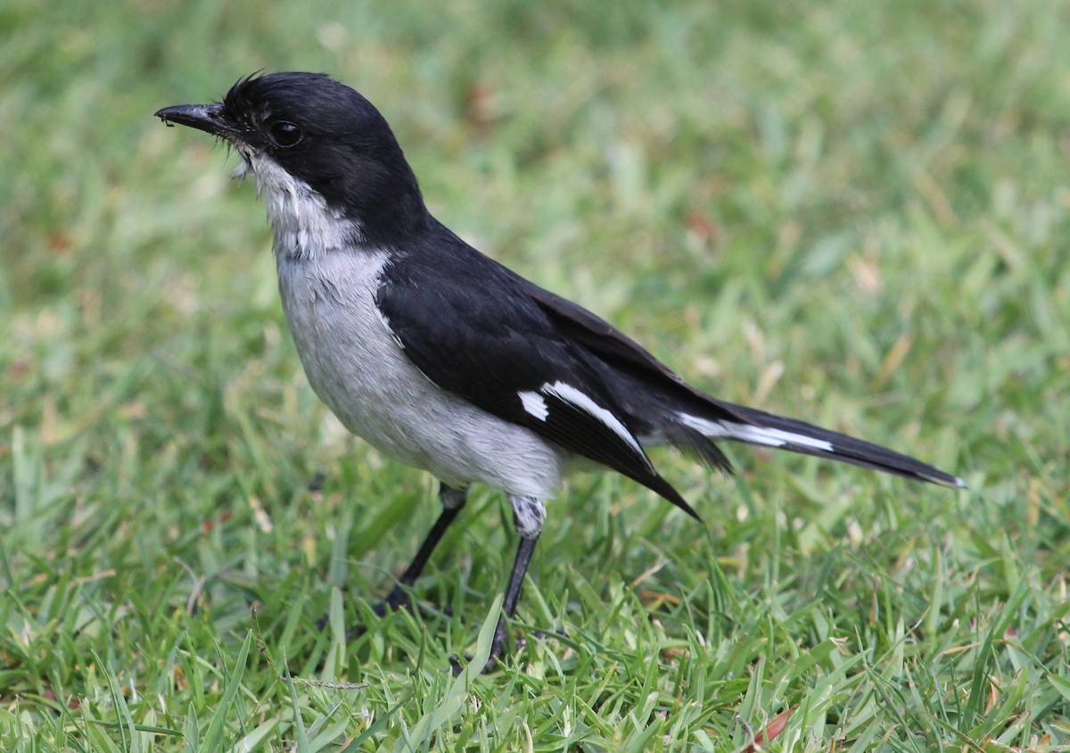 Fiscal Flycatcher - ML204813591