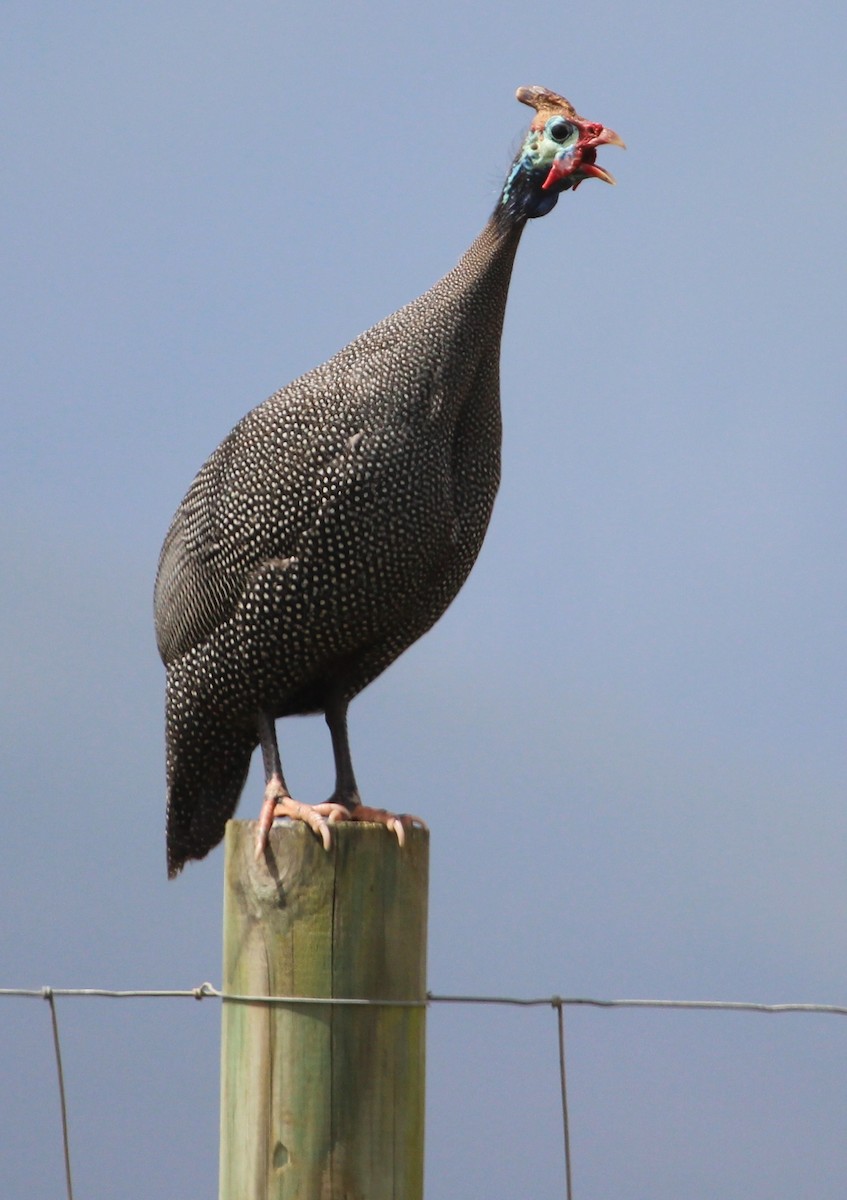 Helmeted Guineafowl (Tufted) - ML204813601