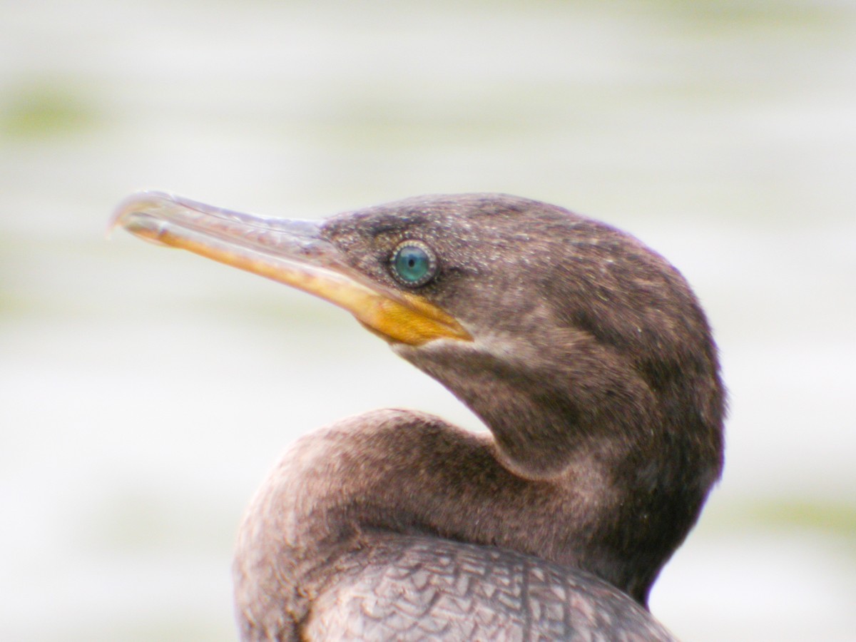 Neotropic Cormorant - ML20481361